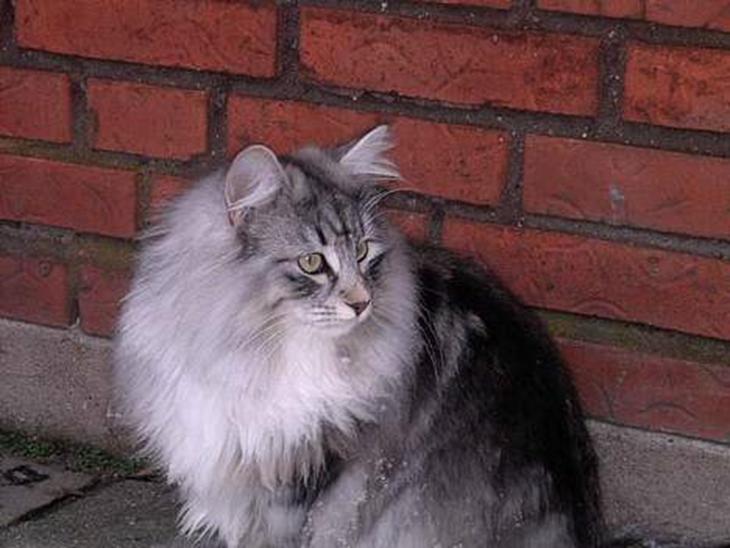 {{currentPhoto.altText}} billede {{currentPhoto.number}}