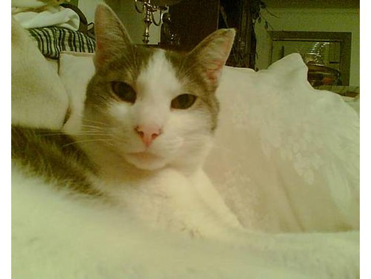 Huskat Herman R.I.P. 2008 billede 1