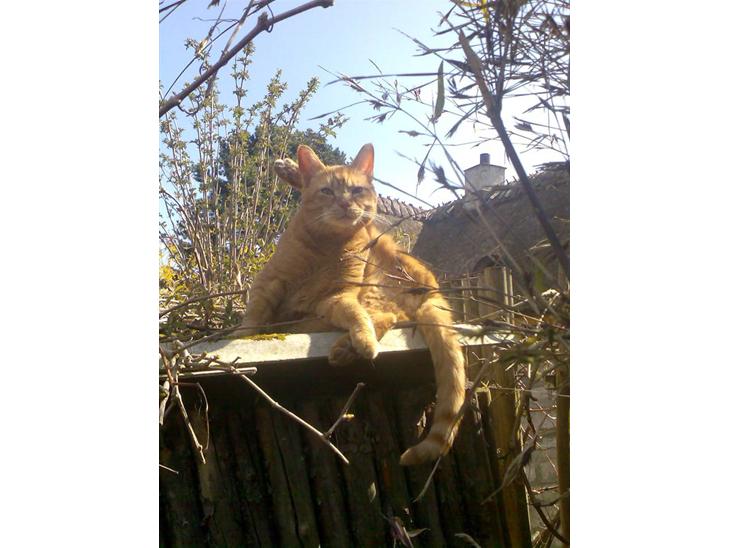 Huskat Elvis billede 1