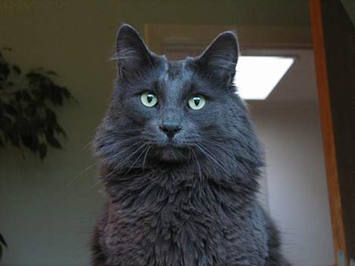 Blanding af racer Baloo - Baloo  en rigtig charme bøf =) billede 1