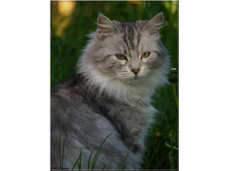 Maine Coon  Zain Marquis Silver Jade - Shaday den 24-05-2009 hun er virkelig blevet flot ;o) billede 1