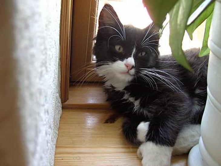 {{currentPhoto.altText}} billede {{currentPhoto.number}}