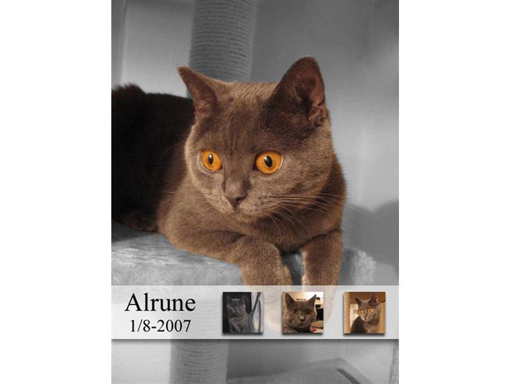 British Shorthair Alrune - Et lille billede jeg har redigeret i et billedprogram :) billede 1