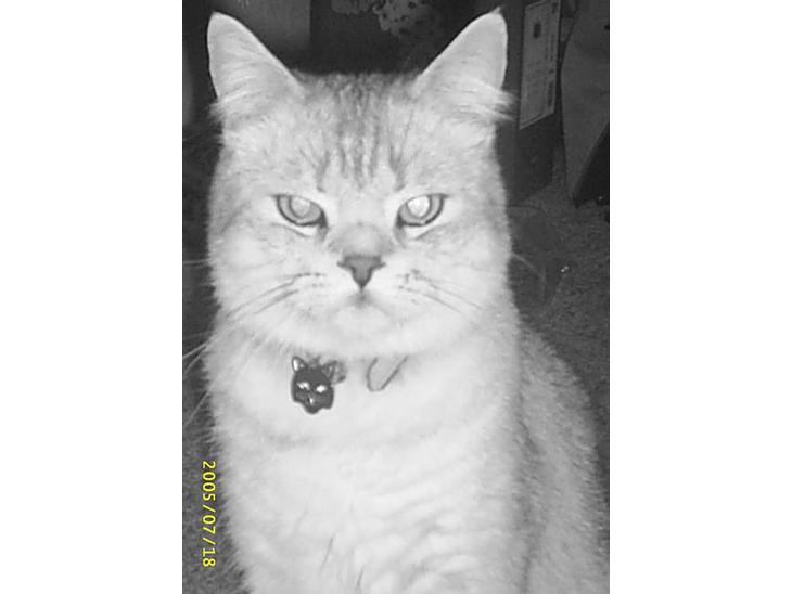British Shorthair Silver billede 1