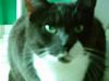 Huskat Miss Gurli margrethe (DØD