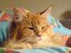 Maine Coon Denise