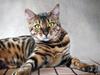 Bengal GIC Given Glory