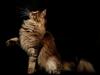 Maine Coon Naomi
