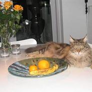 Maine Coon Thor