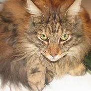 Maine Coon Thor