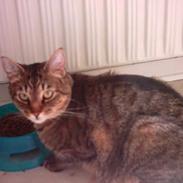 Huskat Miss Gurli margrethe (DØD