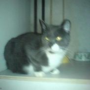 Huskat Miss Gurli margrethe (DØD