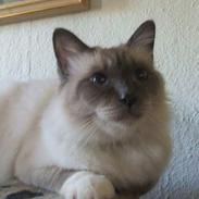 Hellig Birma gizmo