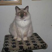 Hellig Birma gizmo