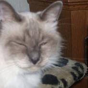 Hellig Birma gizmo