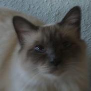 Hellig Birma gizmo