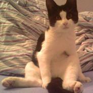 Blanding af racer Sofus