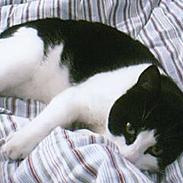 Blanding af racer Sofus