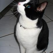 Blanding af racer Sofus