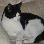 Blanding af racer Sofus