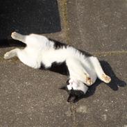 Blanding af racer Sofus