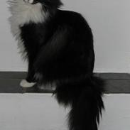 Norsk Skovkat Chanel