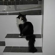 Norsk Skovkat Chanel