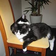 Norsk Skovkat Chanel