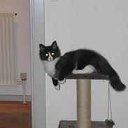 Norsk Skovkat Chanel