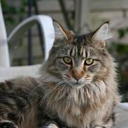 Maine Coon Cassiopeia