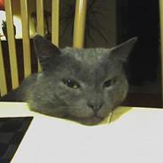 Russian Blue Missen >Død< 16/3-07