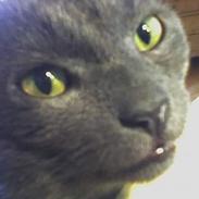 Russian Blue Missen >Død< 16/3-07