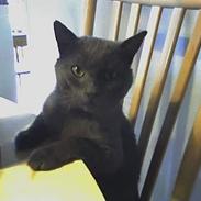 Russian Blue Missen >Død< 16/3-07