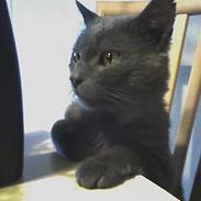 Russian Blue Missen >Død< 16/3-07