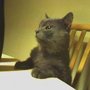 Russian Blue Missen >Død< 16/3-07