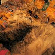 Perser Juicy De Montespan