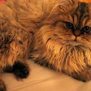 Perser Juicy De Montespan