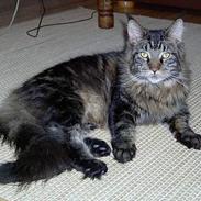 Maine Coon Samson