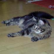 Maine Coon Samson