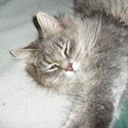 Blanding af racer Ronja