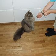 Blanding af racer Ronja