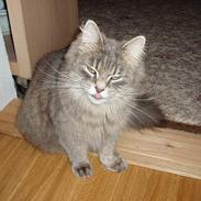 Blanding af racer Ronja