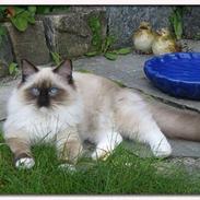 Ragdoll Ronja