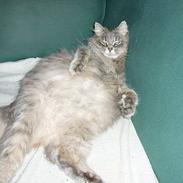 Blanding af racer Ronja