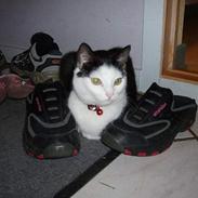 Blanding af racer Polly