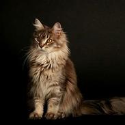 Maine Coon Naomi