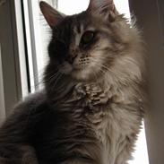 Maine Coon Naomi