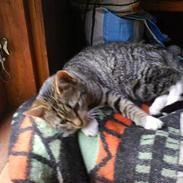 Huskat *Monstermis <,3*