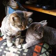 Huskat *Monstermis <,3*