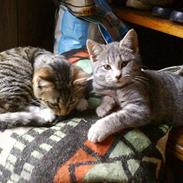 Huskat *Monstermis <,3*